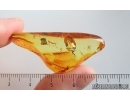 Nice Dance fly Empididae. Fossil insect in Ukrainian Rovno amber #15199R