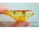 Nice Dance fly Empididae. Fossil insect in Ukrainian Rovno amber #15199R