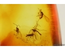5 Dark-Winged fungus gnats Sciaridae. Fossil inclusions Baltic amber #15200