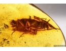 Cockroach Blattaria. Fossil insect in Baltic amber #15201