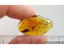 Cockroach Blattaria. Fossil insect in Baltic amber #15201