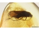 Caddisfly Trichoptera. Fossil insect Baltic amber #15202