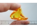 Nice Caddisfly Trichoptera. Fossil insect Baltic amber #15203