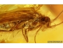  Two Caddisflies Trichoptera and More. One caddisfly with Mites Acari. Fossil insects Baltic amber #15204