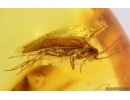  Two Caddisflies Trichoptera and More. One caddisfly with Mites Acari. Fossil insects Baltic amber #15204