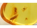  Two Caddisflies Trichoptera and More. One caddisfly with Mites Acari! Fossil insects Baltic amber #15204