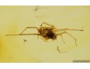 Spider Araneae. Fossil inclusion in Baltic amber #15205