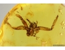 Very Nice big 15mm Spider Exuvia. Fossil inclusion in Baltic amber #15206