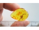 Very Nice big 15mm Spider Exuvia. Fossil inclusion in Baltic amber #15206