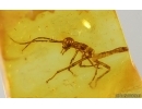 Nice Rare Walking stick Phasmatodea. Fossil inclusion Baltic amber #15207