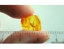Nice Rare Walking stick Phasmatodea. Fossil inclusion Baltic amber #15207