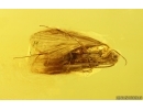 Nice Caddisfly Trichoptera. Fossil insect Baltic amber #15208