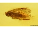 Nice Caddisfly Trichoptera. Fossil insect Baltic amber #15208
