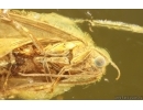 Nice Caddisfly Trichoptera. Fossil insect Baltic amber #15208