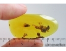 Nice Caddisfly Trichoptera. Fossil insect Baltic amber #15208