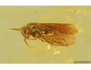 Nice Caddisfly Trichoptera. Fossil insect Baltic amber #15210