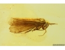 Nice Caddisfly Trichoptera. Fossil insect Baltic amber #15210