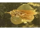 Nice Caddisfly Trichoptera. Fossil insect Baltic amber #15210