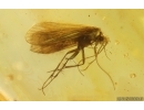 Nice Caddisfly Trichoptera. Fossil insect Baltic amber #15211