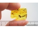 Nice Caddisfly Trichoptera. Fossil insect Baltic amber #15211
