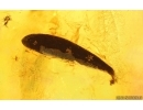 Nice Caddisfly Trichoptera and Leaf. Fossil inclusions Baltic amber #15212