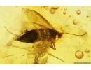 Nice Caddisfly Trichoptera and Leaf. Fossil inclusions Baltic amber #15212
