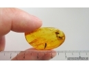 Nice Caddisfly Trichoptera and Leaf. Fossil inclusions Baltic amber #15212