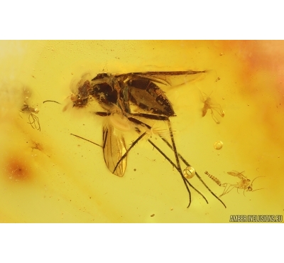 Nice Big Long-legged fly Dolichopodidae and More. Fossil Inclusions Baltic amber #15219