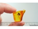 Nice Big Long-legged fly Dolichopodidae and More. Fossil Inclusions Baltic amber #15219