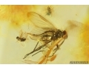 Nice Snipe Fly Rhagionidae and More. Fossil insects in Baltic amber #15224