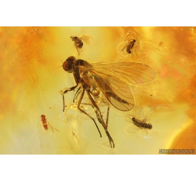 Nice Snipe Fly Rhagionidae and More. Fossil insects in Baltic amber #15224