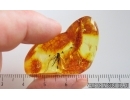 Nice Snipe Fly Rhagionidae and More. Fossil insects in Baltic amber #15224