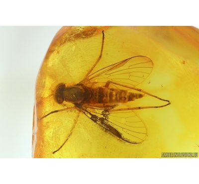 Nice Big Snipe Fly Rhagionidae. Fossil insect in Baltic amber #15225