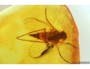 Nice Big Snipe Fly Rhagionidae. Fossil insect in Baltic amber #15225