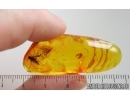 Nice Big Snipe Fly Rhagionidae. Fossil insect in Baltic amber #15225