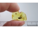 Nice Snipe Fly Rhagionidae and Ant Hymenoptera. Fossil inclusions in Baltic amber #15226