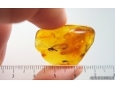 Termite Isoptera. Fossil inclusion in Baltic amber #15228