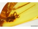 Cricket Orthoptera and Thuja. Fossil inclusions in Baltic amber #15229
