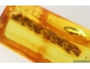 Cricket Orthoptera and Thuja. Fossil inclusions in Baltic amber #15229