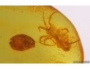 Spider Araneae, Caddisfly Trichoptera and Leaf. Fossil inclusions in Baltic amber #15230