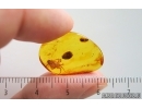 Spider Araneae, Caddisfly Trichoptera and Leaf. Fossil inclusions in Baltic amber #15230