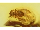 Nice Psocid Psocoptera. Fossil insect in Baltic amber #15242