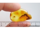 Nice Psocid Psocoptera. Fossil insect in Baltic amber #15242