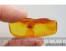 Psocid Psocoptera. Fossil insect in Baltic amber #15243