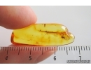 Psocid Psocoptera. Fossil insect in Baltic amber #15244
