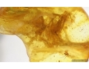 Lichen and More. Fossil inclusions in Baltic amber #15246