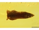 Nice Leaf. Fossil inclusion in Baltic amber stone #15247