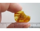 Lichen and More. Fossil inclusions in Baltic amber #15246