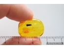Nice Leaf. Fossil inclusion in Baltic amber stone #15247