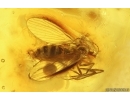 Click beetle Elateroidea, Moth fly Psychodidae and Flower. Fossil inclusions in Baltic amber #15248